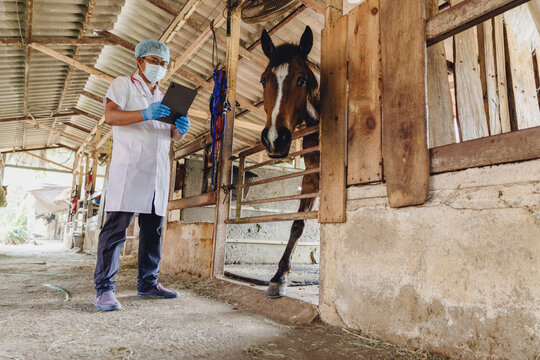 Horse Veterinarian checking Equine Herpesvirus, Vet doctor monitor animal health with AI technology
