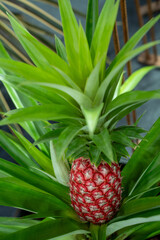 Obraz premium Close-up of a vibrant red pineapple fruit growing on its plant with sharp green leaves. Rare exotic tropical fruit in a garden, ideal for nature, agriculture, and organic food concepts.
