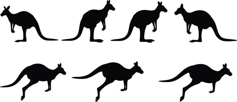 Kangaroo silhouette set in different poses and jumping positions, Australian wildlife animal black shadow collection isolated on white background for design and vector illustration use