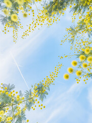 澄み渡る青空を背景に咲き誇るミモザの花・春の爽やかな自然風景