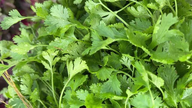 Top view of fresh green cilantro leaves, organic coriander herb bunch for culinary seasoning and healthy cooking ingredients.