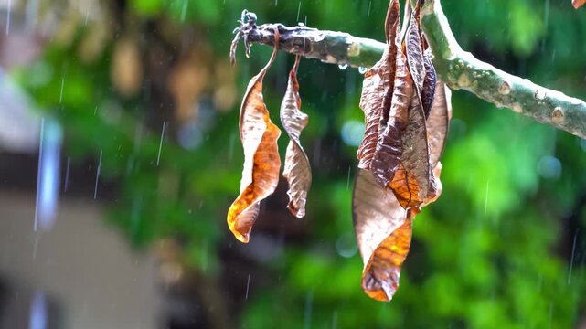 Wilted Leaves in Rain: Capturing the serene yet melancholic beauty of weathered leaves gracefully enduring the gentle touch of rain, revealing a blend of nature's cycles.