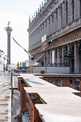 Naklejka premium Seagull flying near historic buildings in Venice during the daytime