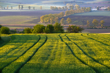 Obraz premium Gorgeous rural landscape with green sunny spring hills. South Moravia region, Czech Republic