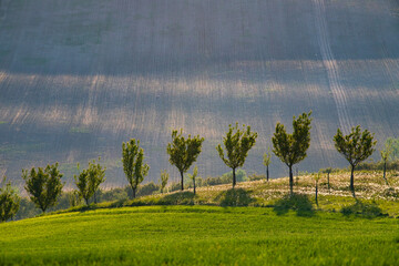 Gorgeous rural landscape with green sunny spring hills. South Moravia region, Czech Republic © erika8213