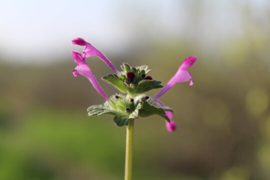 the green plant of Lamium amplexicaule or the Henbit deadnettle