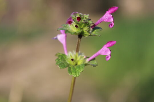 the green plant of Lamium amplexicaule or the Henbit deadnettle