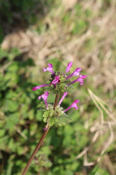 the green plant of Lamium amplexicaule or the Henbit deadnettle