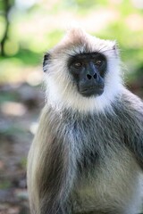 Fototapeta premium Portrait of a Gray Langur in the Sun