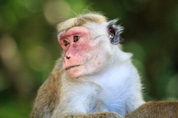 Obraz premium Close-up Portrait of a Toque Macaque with a Red Face