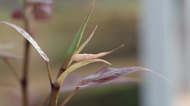 Pipal tree banyan sprout new leaves and shoots during the leaf-shedding period