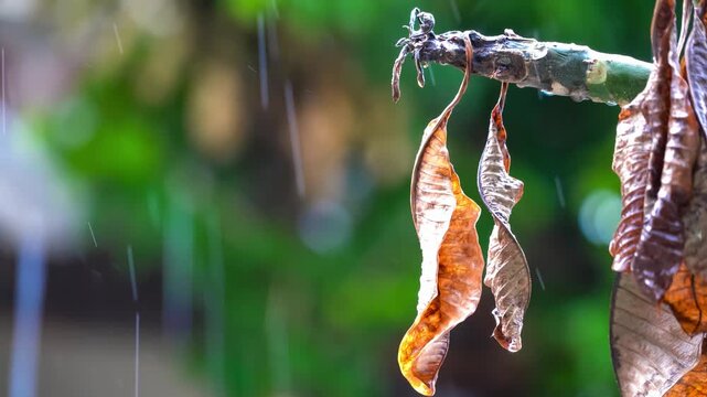 Rain-kissed Foliage: Close-up of rain on weathered leaves clinging to a branch, capturing the beauty of nature's elements interacting in a gentle shower.