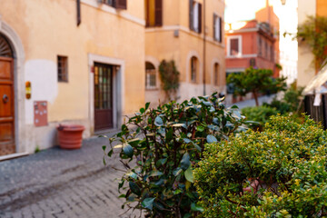 Fototapeta premium Quiet street in Rome with greenery and buildings during sunset
