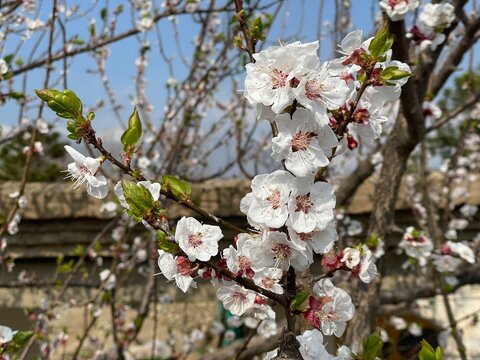 the Apricot Blossom or Prunus armeniaca white flowers