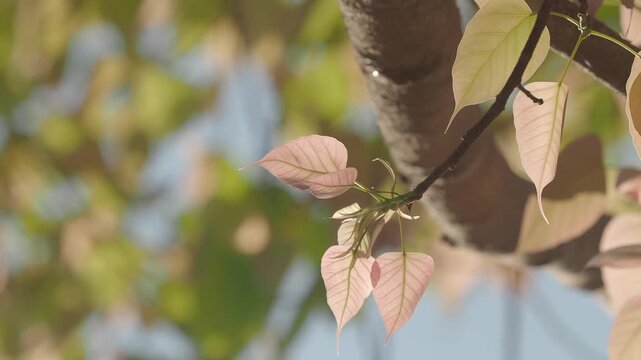 Pipal tree banyan sprout new leaves and shoots during the leaf-shedding period