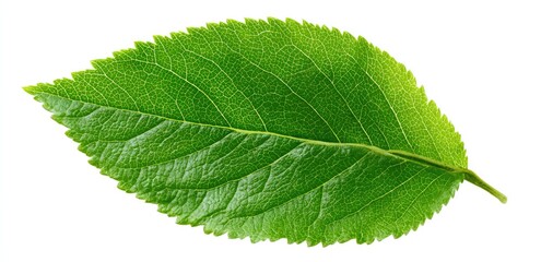 Fototapeta premium Vibrant green leaf (5)