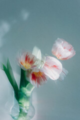 花瓶のチューリップ　ハッピーゼネレーション