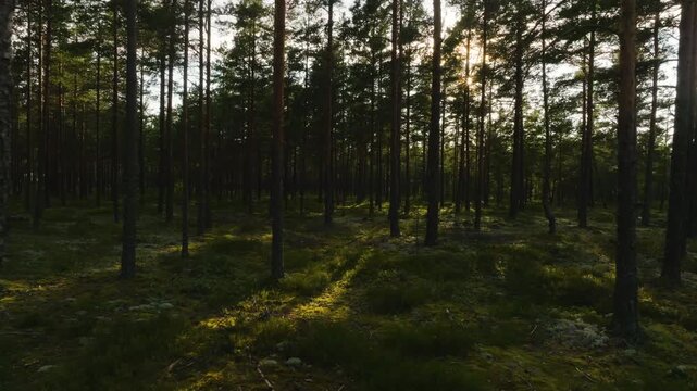 Low-angle aerial view of a pristine mossy forest floor in the Finnish wilderness