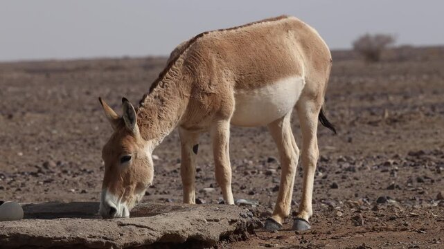 Iranian onager (Asiatic wild ass) walking and grazing in arid desert landscape, wildlife in Iran, natural habitat, close up and wide shots