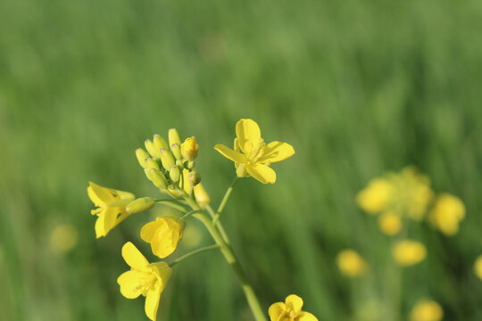 The Mustard, Brassica rapa or Rapespeed yellow flowers
