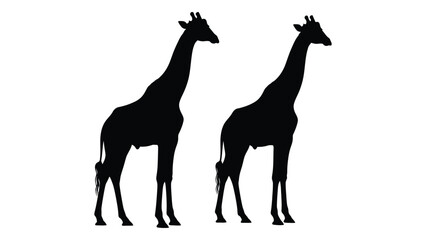 Obraz premium Two giraffes stand side by side in a black silhouette against a white background