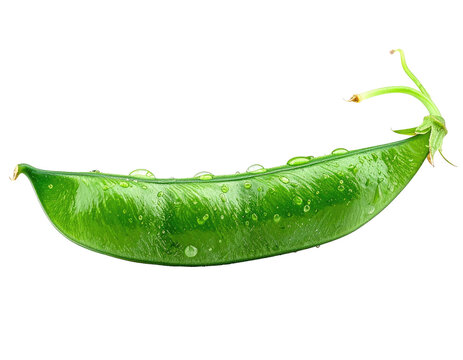 A single, vibrant green pea pod with water droplets, isolated on a black background
