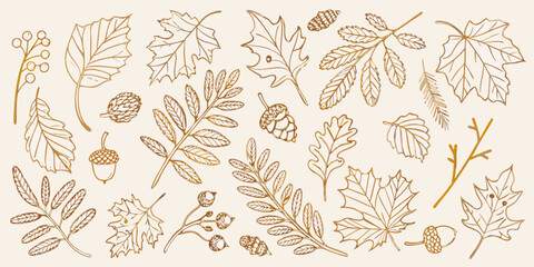 Vintage botanical illustration of autumn leaves acorns and berries