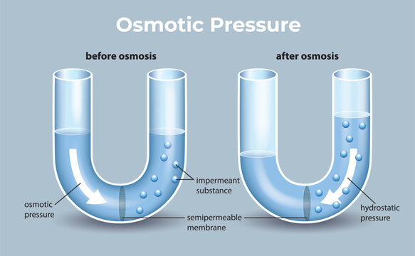 Osmotic Pressure Diagram with Semipermeable Membrane Illustration