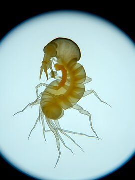 Microscopic View of a Water Flea Showing Gut and Brood Pouch The Concept of Aquatic Ecology