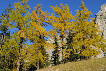 Fototapeta premium Golden European Larch trees displaying autumn colors in the alpine mountains. Larch trees with golden needles creating a vibrant autumn scene under a clear blue sky.