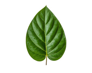 Obraz premium A single vibrant green leaf with prominent veins, isolated on a pure white background, symbolizing nature's intricate design and botanical beauty