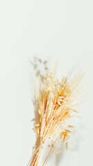 Obraz premium Golden Wheat Ears With Soft Shadow On Light Background with Copy Space. Concept of Organic Harvest Season, Sustainable Farming Symbol, Natural Food Production Theme, And Agricultural Branding Visual