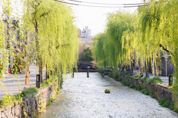 京都市東山区の白川に掛かる橋と柳並木