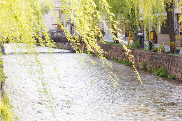 京都市東山区の白川に掛かる橋と柳並木