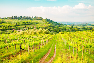Naklejka premium View from the vineyards of the skyline of San Gimignano in Italy.
