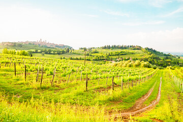 Naklejka premium View from the vineyards of the skyline of San Gimignano in Italy.