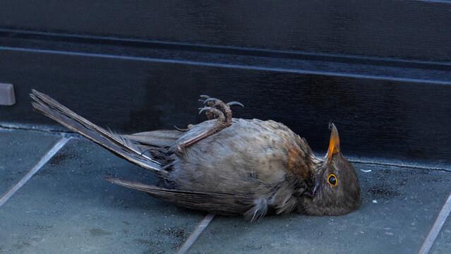A wounded bird. A close-up shot of a wounded female thrush, the bird lying on its back.
