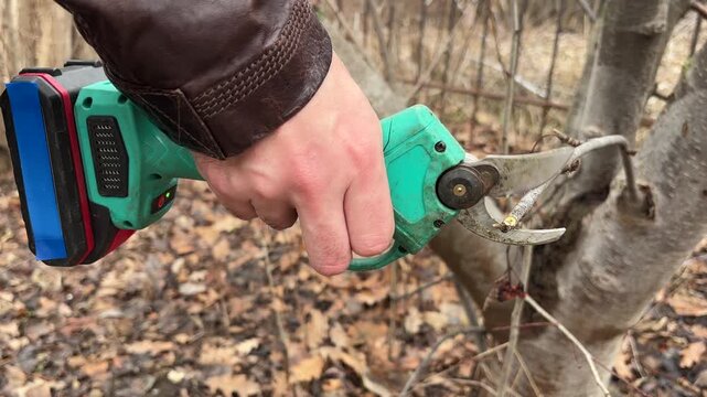 Close-up of pruning a tree branch with a cordless electric pruner tool. 