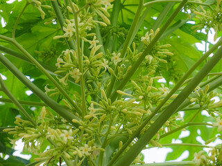 Obraz premium Close-up of blooming papaya flowers (Carica papaya) and buds on a green stem in a tropical garden.