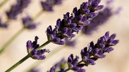 Closeup view of purple flowers in a farm during sunny daytime in spring season