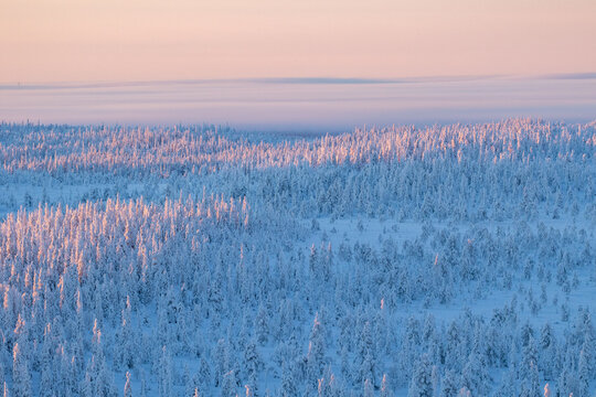 Light golden fog during sunrise above winterly landscape with snow covered forest in Northern Finland, Europe