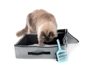 siberian cat in studio © cynoclub