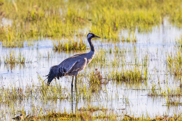 Fototapeta premium Crane standing in a wetland i the spring