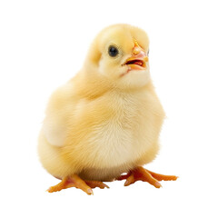 Fototapeta premium A fluffy, yellow baby chick stands on its tiny feet. It has a small beak, dark eyes, and a slightly open mouth.