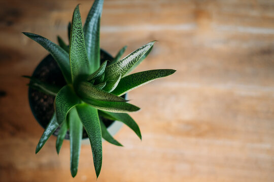 Haworthia Aloe Flow plant succulent in pot.