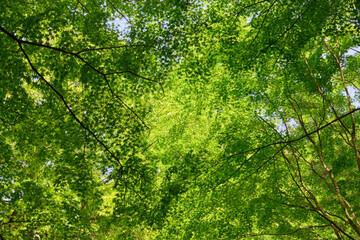 【くらがり渓谷】春の空を覆う新緑のもみじ © sigemin