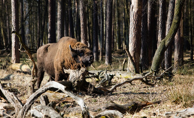 Stado Polskich żubrów na wiosennej polanie starego  lasu © kubikactive
