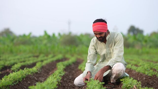 Happy indian farmer sitting at green peanut or groundnut agriculture field 