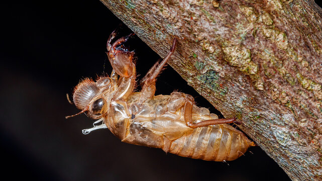 Cicada exuvia showcasing natural life cycle metamorphosis
