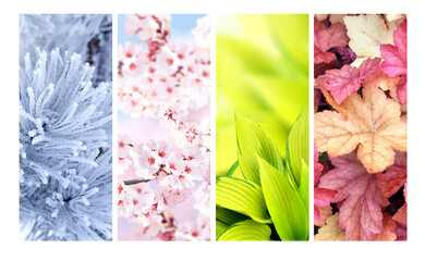 Set of nature banners depicting natural world. Four season of year. Each one features scene of nature, from snow of winter to vibrant leaves of fall. Perfect for showcasing of changing seasons